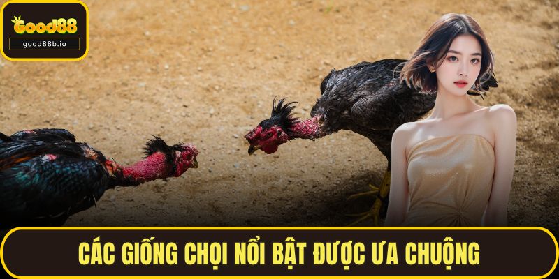 Các giống chọi nổi bật được ưa chuộng