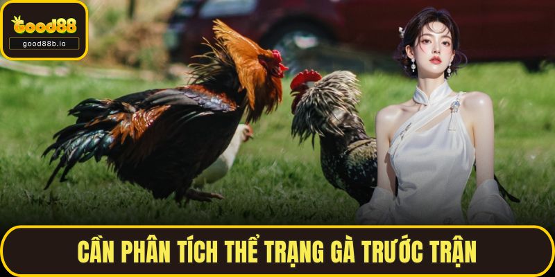 Cần phân tích thể trạng gà trước trận