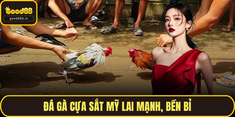 Đá gà cựa sắt mỹ lai mạnh, bền bỉ