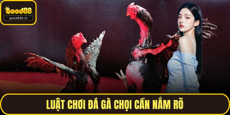 Luật chơi đá gà chọi cần nắm rõ