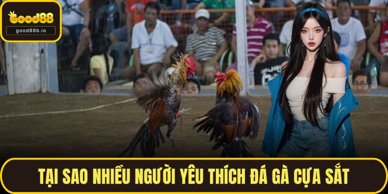 Tại sao nhiều người yêu thích đá gà cựa sắt